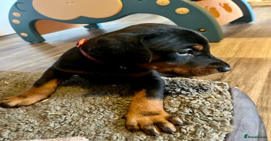Dobermann dogs - Advert 8