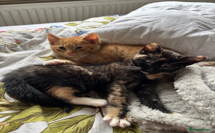 Mixed Breed cats - Advert 8