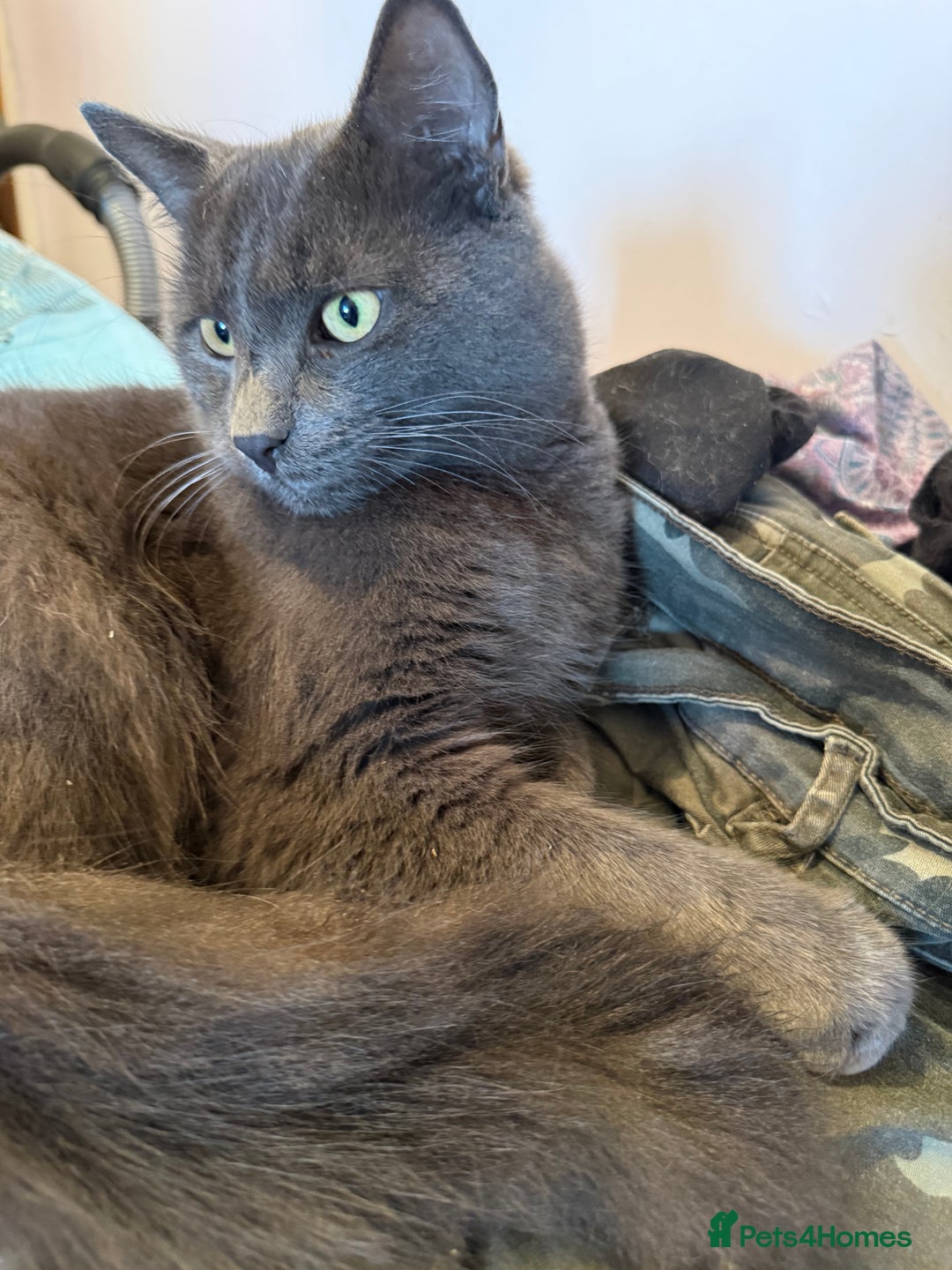 Russian Blue cats for sale: Beautiful loki - Advert 2