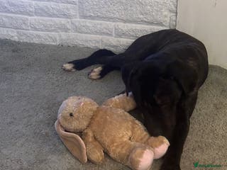 Mixed Breed dogs 7 month old cane corso/staffy - Advert 5