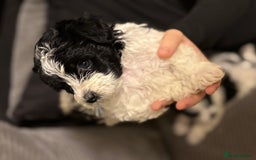 Mixed Breed dogs for sale: 4 little ones looking for a new home ❤️🩵💙 - Image 15