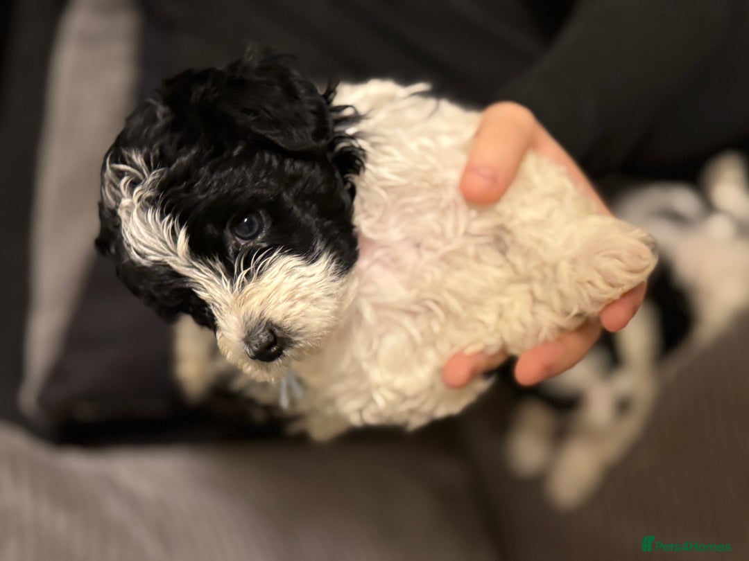 Mixed Breed dogs for sale: 4 little ones looking for a new home ❤️🩵💙 - Image 15