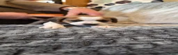 Beagle dogs for sale: Beautiful Beagle Puppies  in Coventry - Advert 28