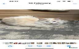 Ragdoll cats for sale: Radoll kittens, blue/lilac point - Image 13