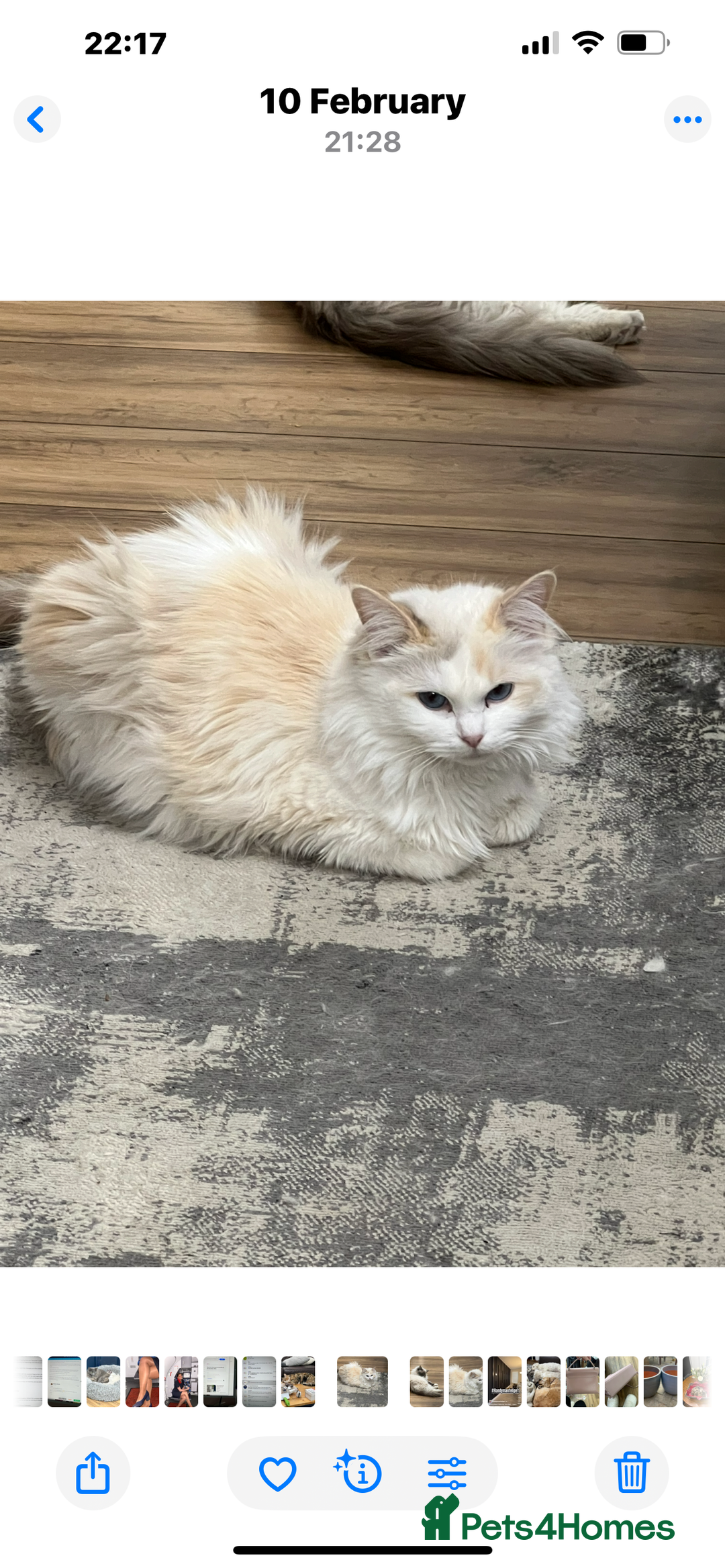 Ragdoll cats for sale: Radoll kittens, blue/lilac point - Image 13