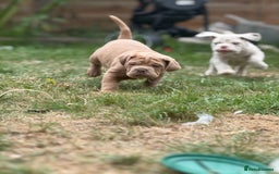 Mixed Breed dogs for sale: Beautiful lilac cane Corso x bulldog pups  - Image 26