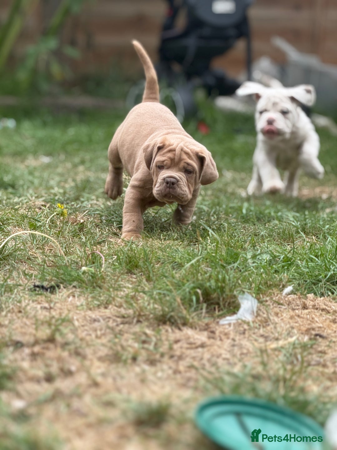 Mixed Breed dogs for sale: Beautiful lilac cane Corso x bulldog pups  - Image 26