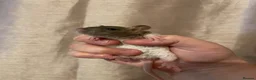 Rat rodents for sale: Beautiful baby rats for 5* homes only  - Advert 2