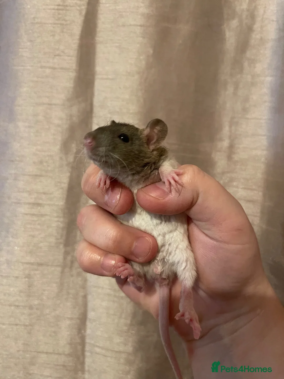 Rat rodents for sale: Beautiful baby rats for 5* homes only  - Advert 2