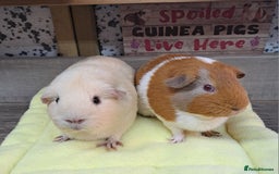 Guinea Pig rodents for sale: Two Female Guinea Pigs - Leeds LS27 area - Image 2