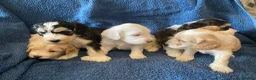 Cockapoo dogs for sale: Belles beautiful Angels  - Advert 3
