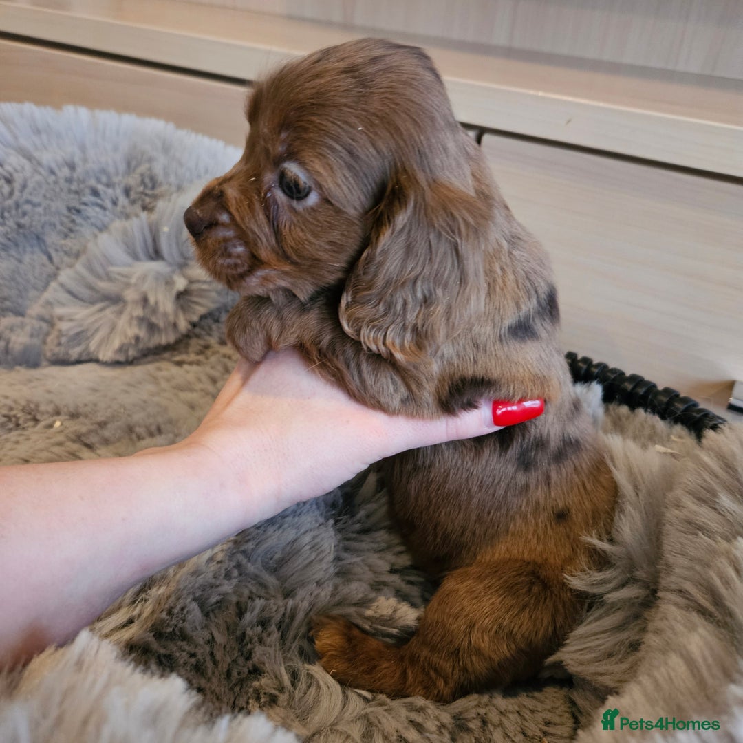 Cocker Spaniel dogs for sale: Rare Merle Working Type Cocker Spaniels - Advert 21