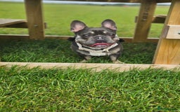French Bulldog dogs for stud: Beautiful Stud - Image 2
