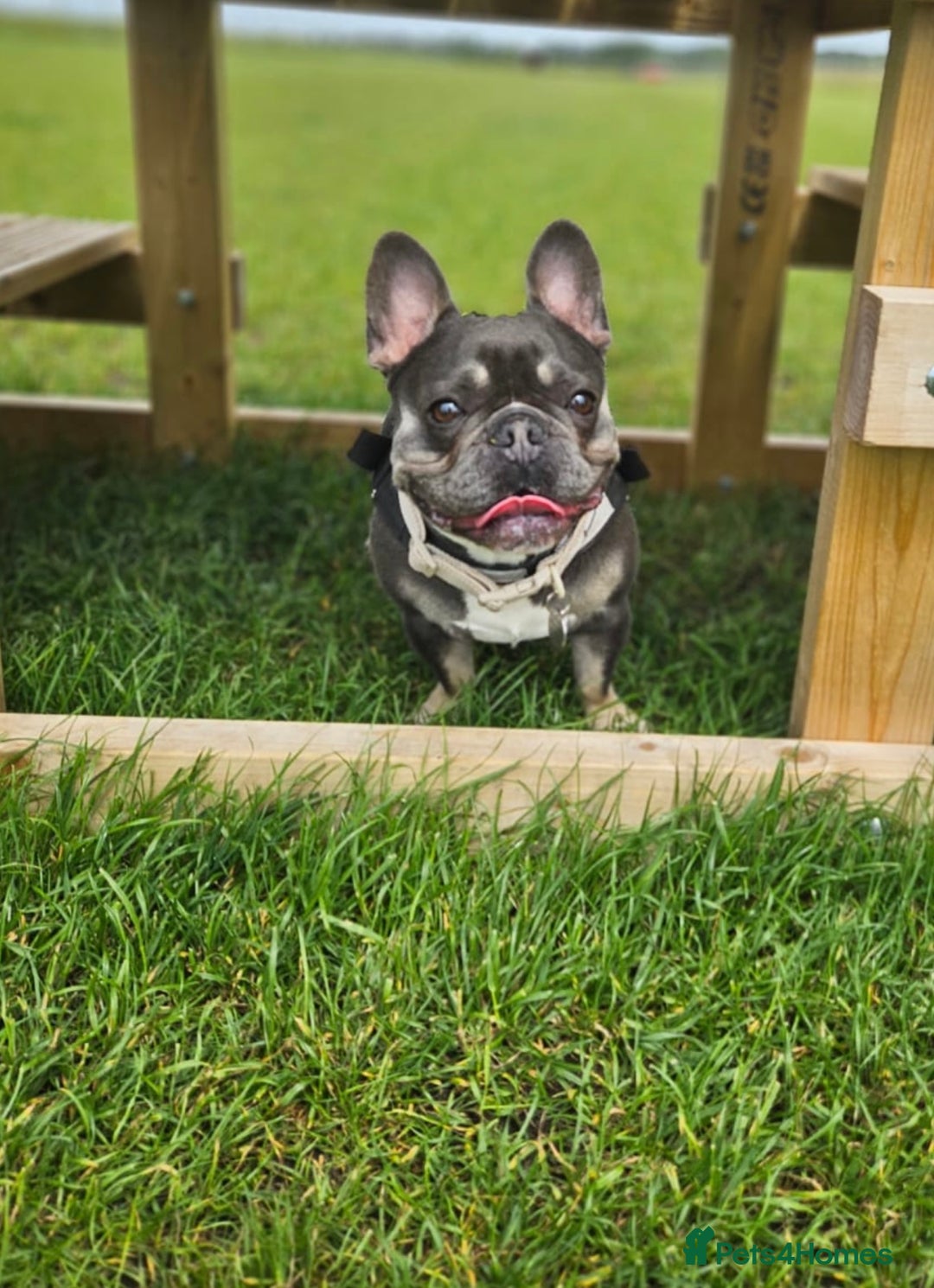 French Bulldog dogs for stud: Beautiful Stud - Image 2