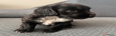 Sprocker 2