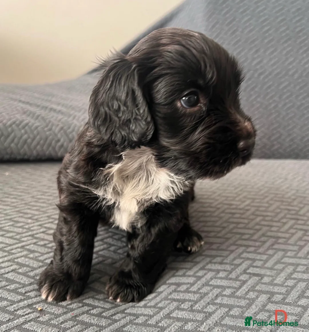 Sprocker dogs for sale: Beautiful sprocker puppies  in Poole - Advert 5