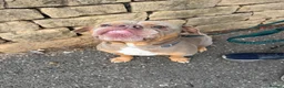 English Bulldog dogs for adoption: Brian - Advert 4
