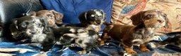 Mixed Breed dogs for sale: Working Cocker Spaniel x Longhair Dachshund - Advert 13