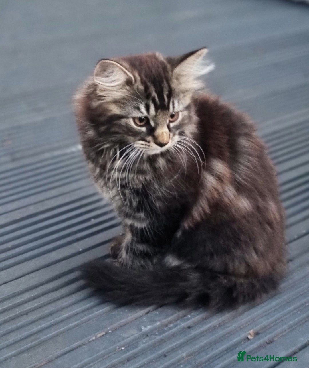 Mixed Breed cats for sale: Cute kittens - Image 31