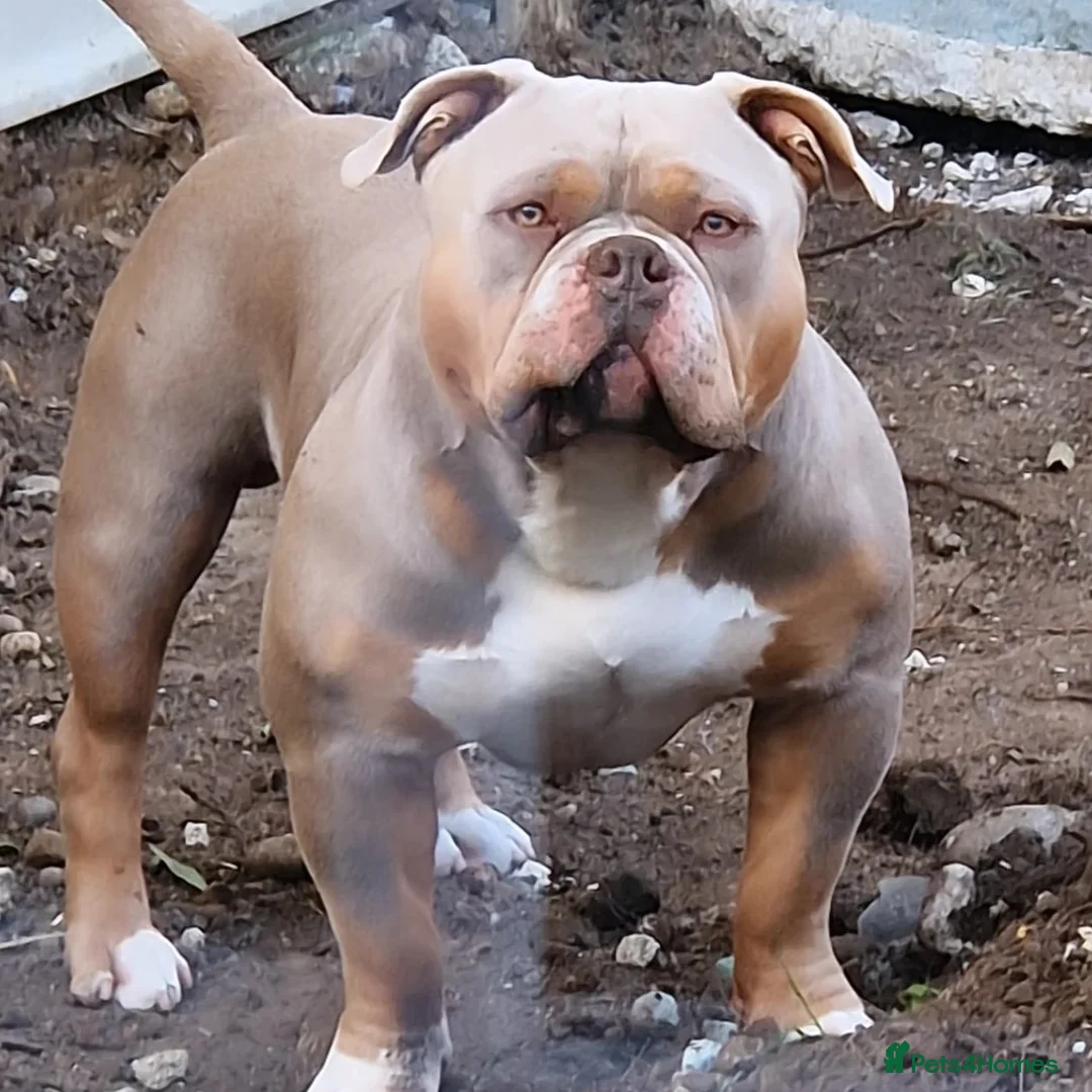 American Bully dogs for stud: American Pocket Bully PROVEN ! in Dartford - Advert 12