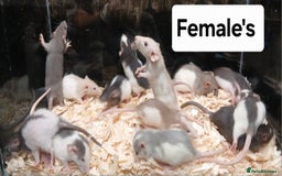 Rat rodents for sale: Baby Dumbo Rat's Males and Females - Image 4