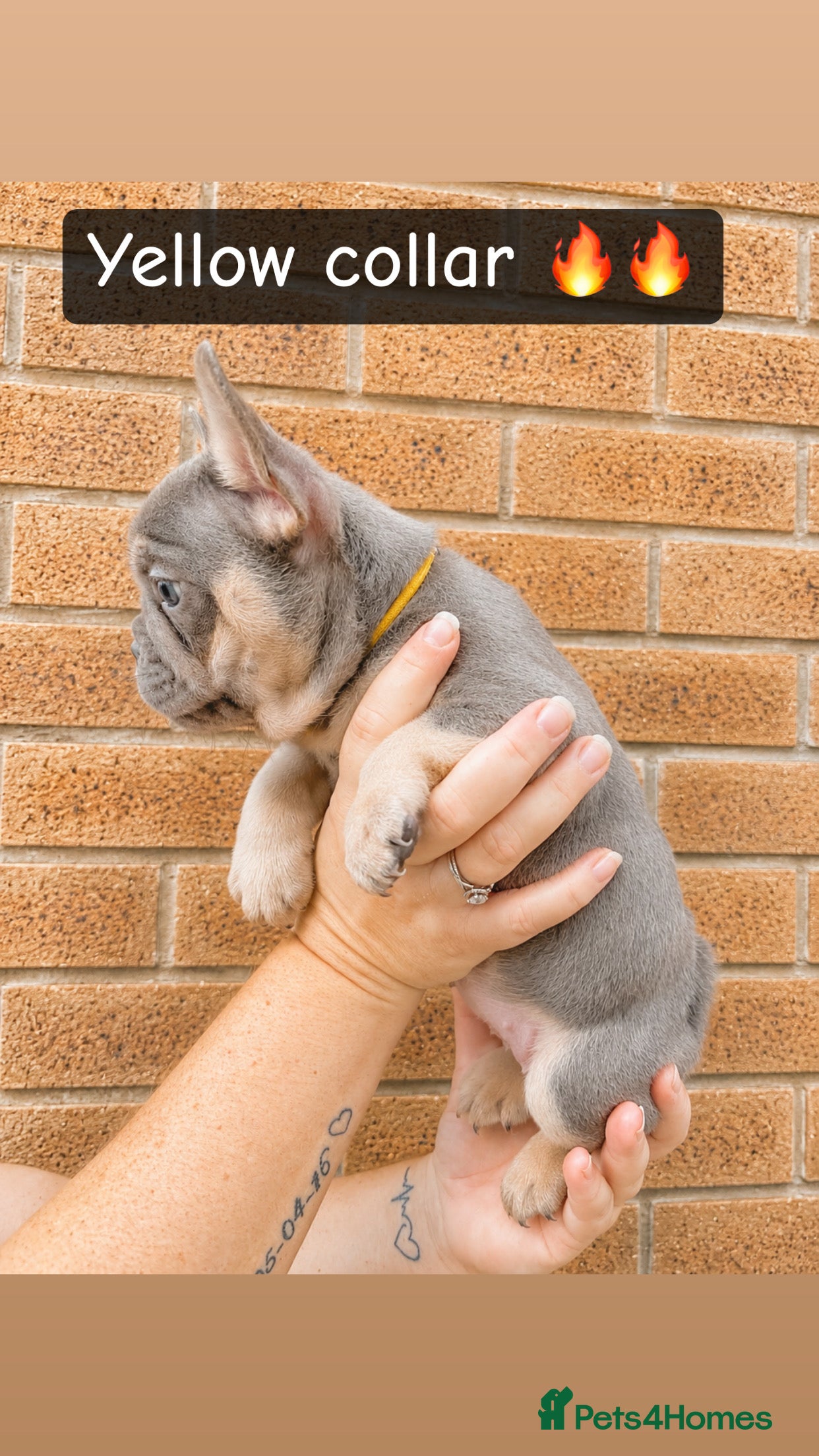 French Bulldog dogs 6 Female French Bulldog Puppy  - Advert 2