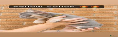 French Bulldog 6 (yellow collar)