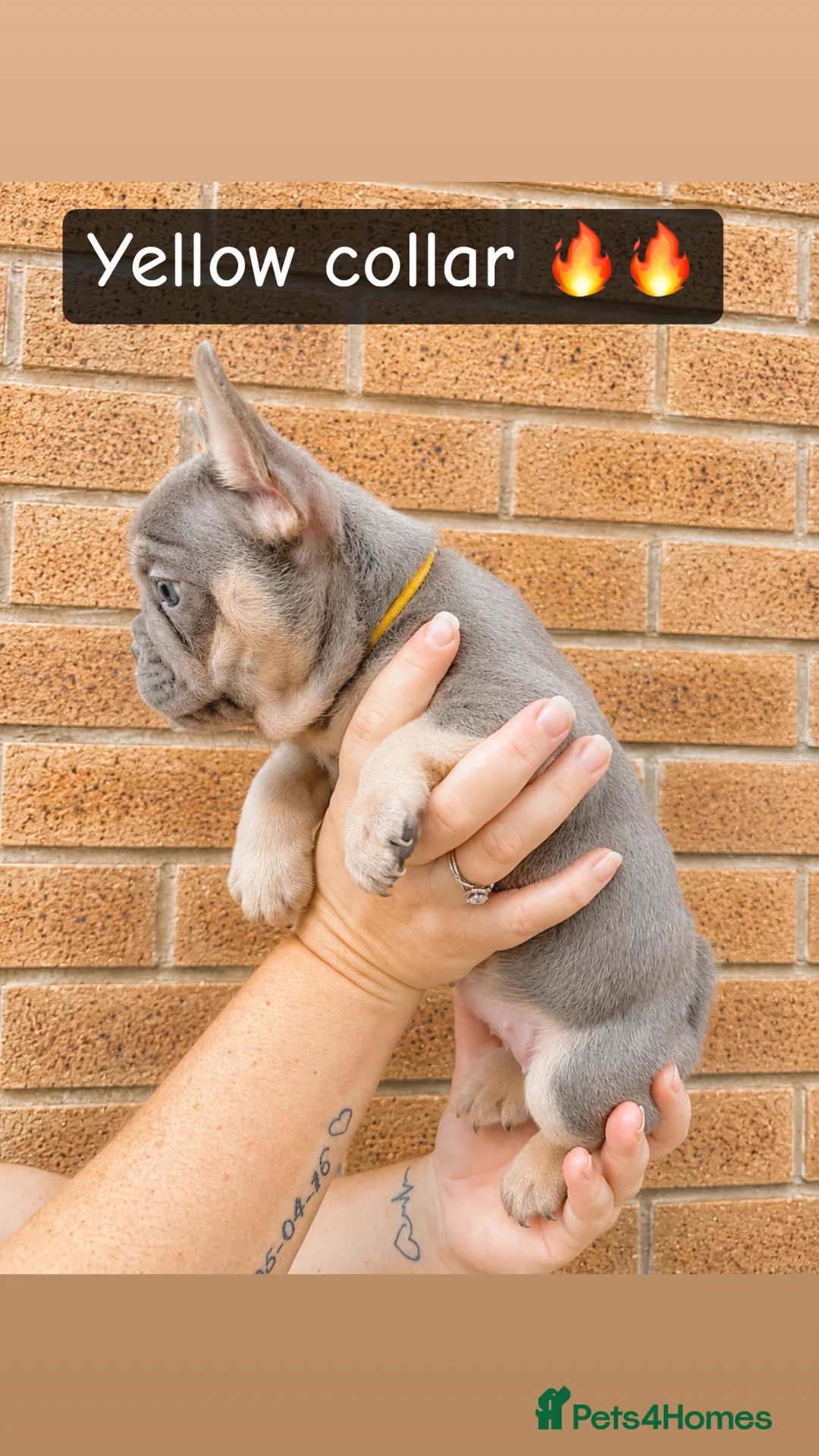 French Bulldog dogs for sale: 6 Female French Bulldog Puppy  in Leigh - Advert 2