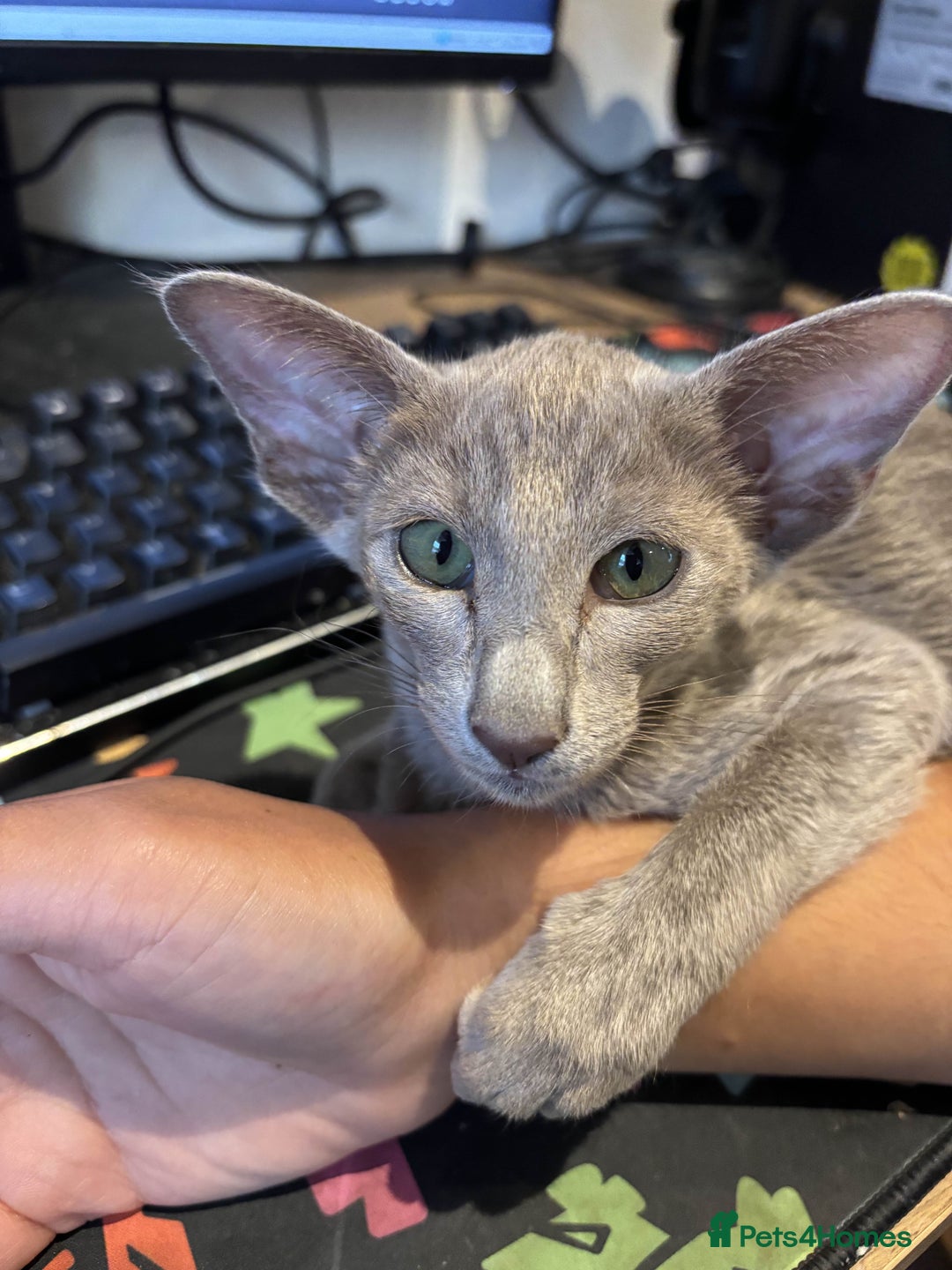 Oriental cats for sale: lilac solid girl and chocolate point boy - Image 13