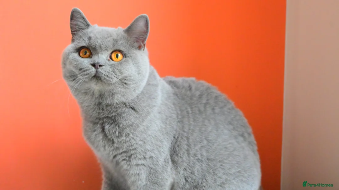British Shorthair cats for sale: BRITISH BLUE KITTENS FROM CHAMPIONS LINE 🏆 - Advert 9