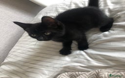 British Shorthair cats for sale: 🐾 A Rare Band of Ghost Tabby Kittens 🐾 - Image 27