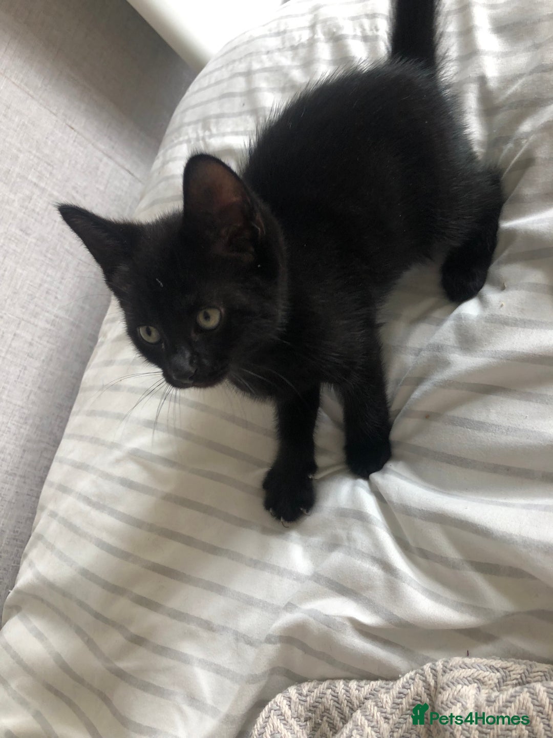 British Shorthair cats for sale: 🐾 A Rare Band of Ghost Tabby Kittens 🐾 - Image 27