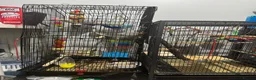 Budgerigars birds for sale: Two beautiful budgies  - Advert 9