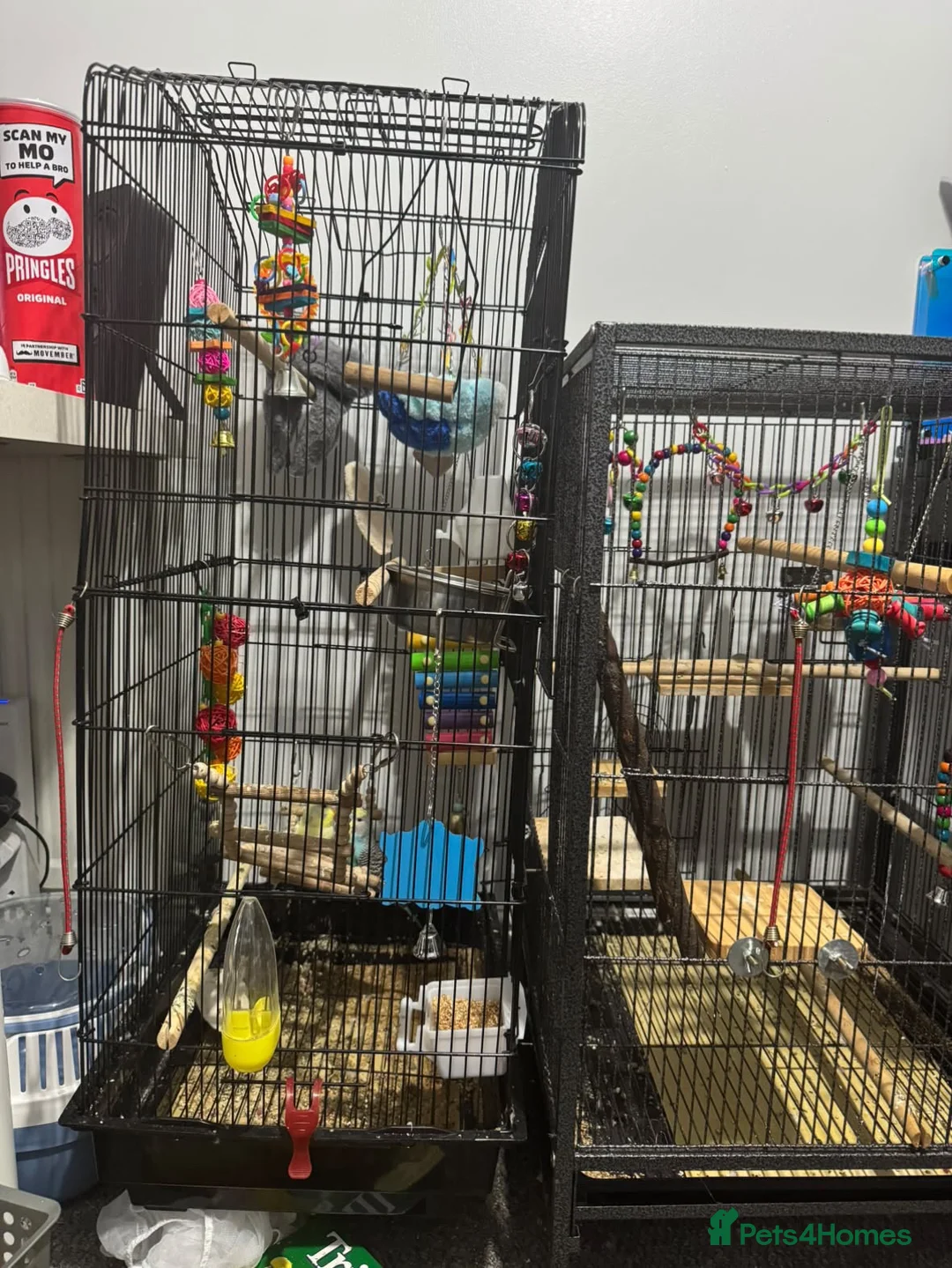 Budgerigars birds for sale: Two beautiful budgies  - Advert 9