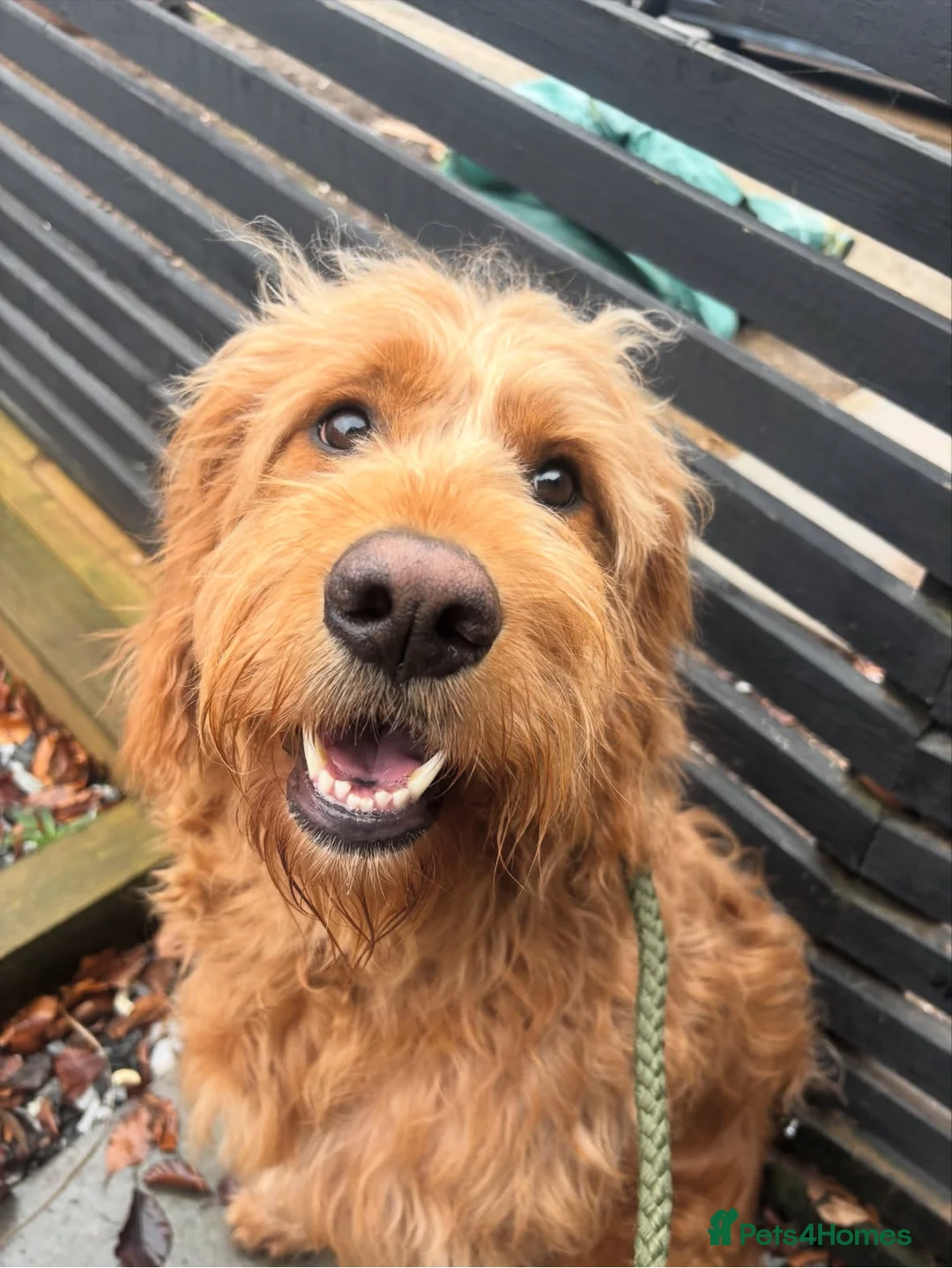 Goldendoodle dogs for sale: Beautiful f2b Golden doodles for sale  in Royston - Advert 1