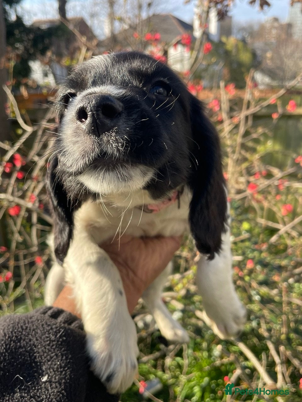 English Springer Spaniel dogs Chunky KC registered ENGLISH SPRINGER SPANIEL pups - Advert 2