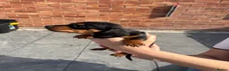 Dachshund dogs for sale: DACHSHUND puppies - Advert 13