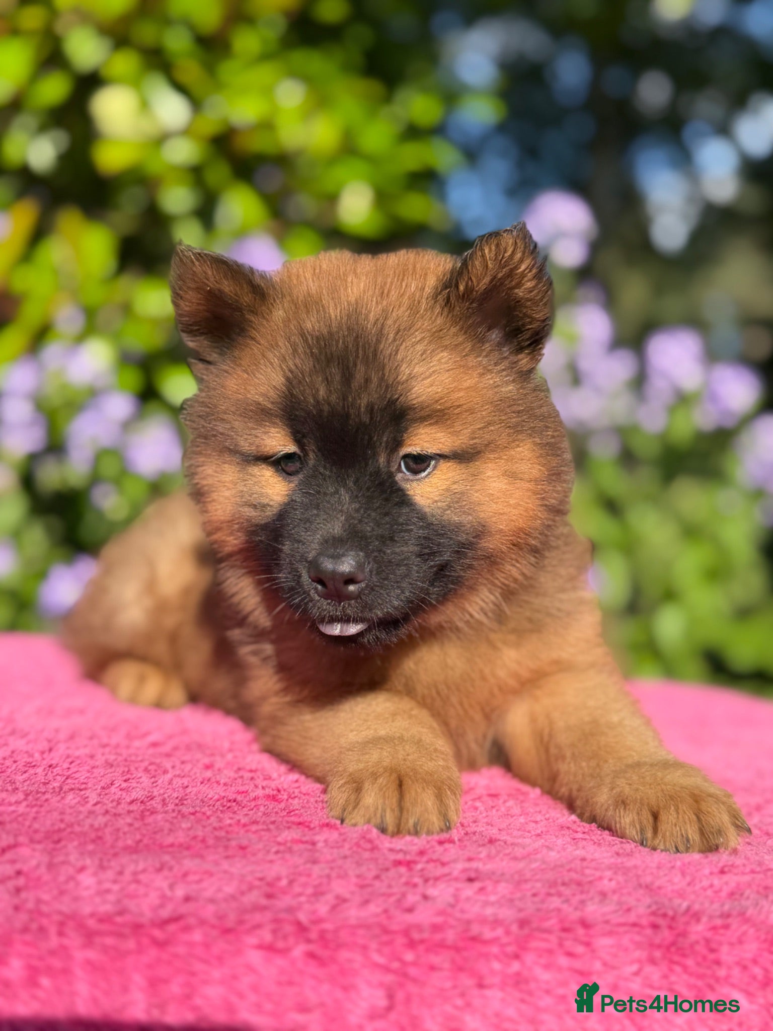 Eurasier dogs Gorgeous Eurasier Puppies - Advert 2