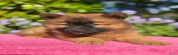 Eurasier dogs for sale: Gorgeous Eurasier Puppies - Advert 2