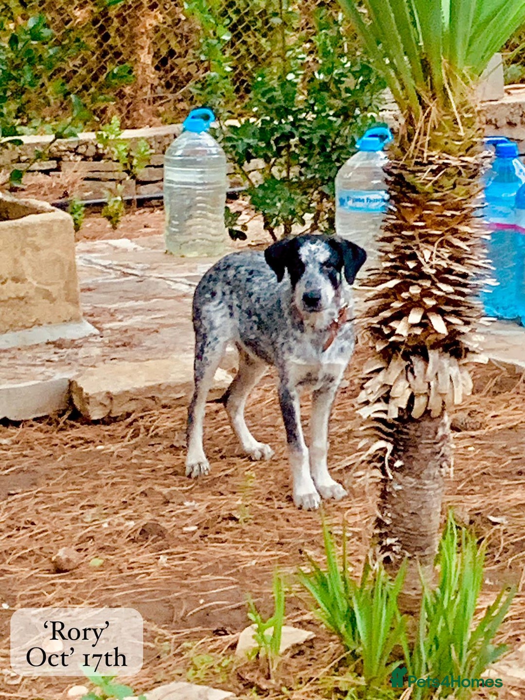 Mixed Breed dogs for adoption: Rory, 6-7 months approx. Available for adoption. - Advert 10