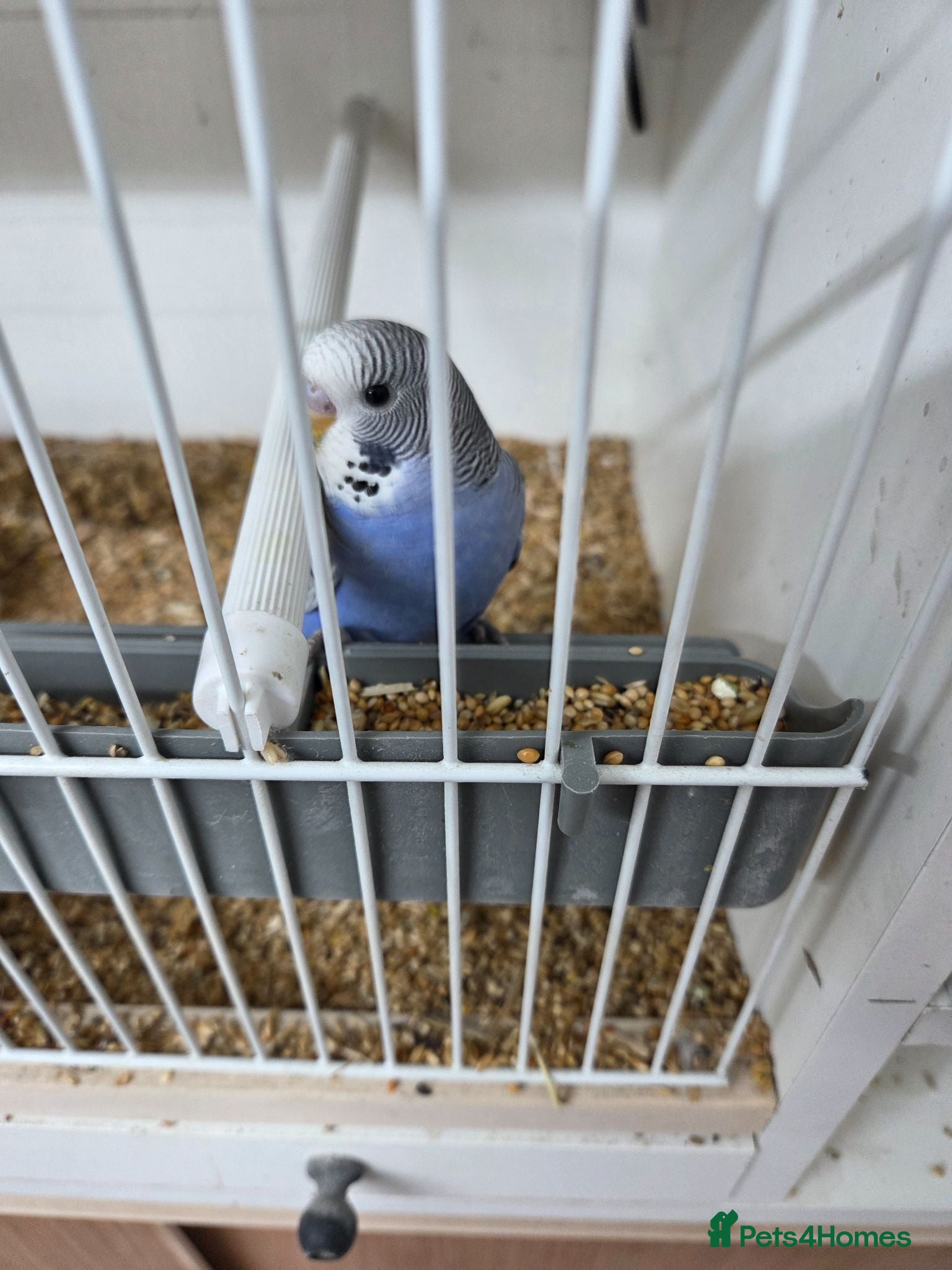 Budgerigars birds Budgies for sale  - Advert 1