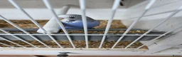 Budgerigars birds for sale: Budgies for sale  - Advert 1