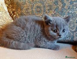 British Shorthair cats British Shorthair Beautiful Kittens  - Advert 9