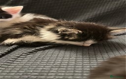 Domestic Shorthair cats for sale: short and long hair kittens ready to go - Image 11