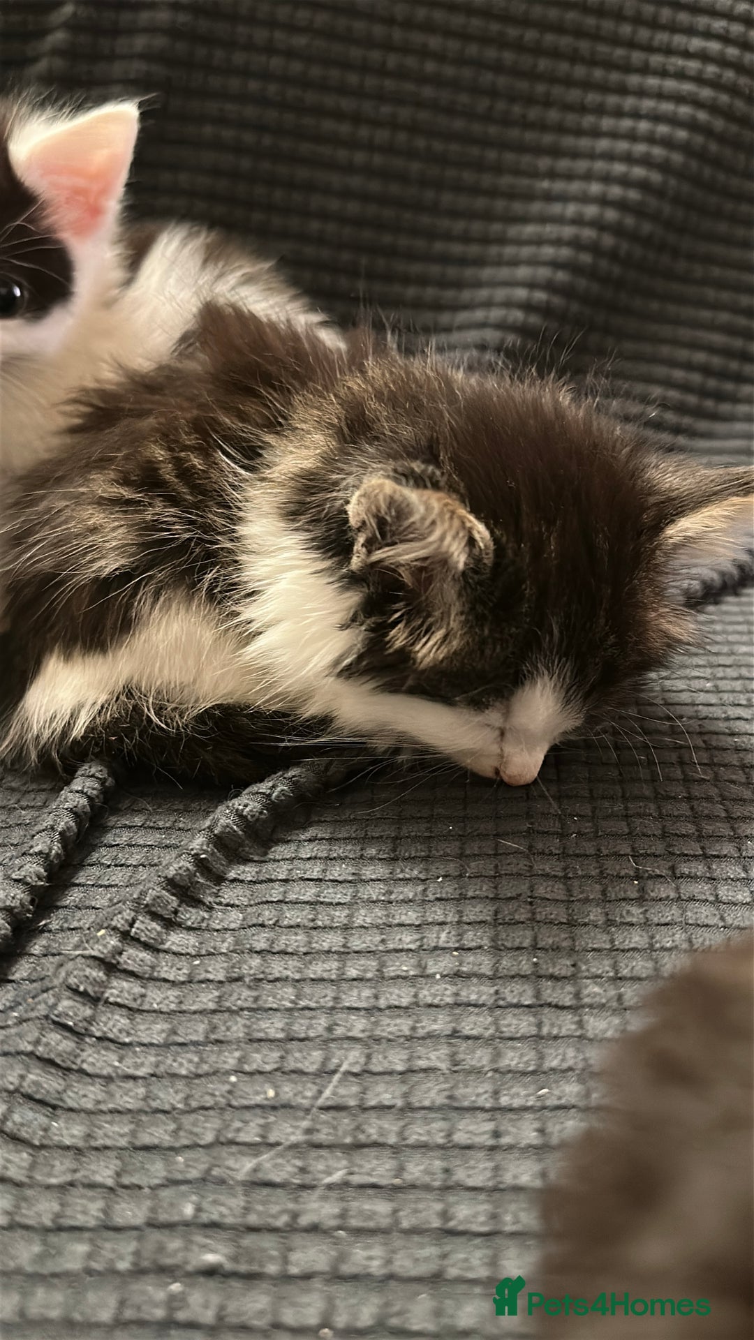 Domestic Shorthair cats for sale: short and long hair kittens ready to go - Image 11