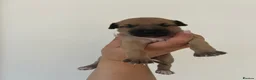 Italian Greyhound dogs for sale: Gorgeous Kc reg Italian greyhound  - Advert 4