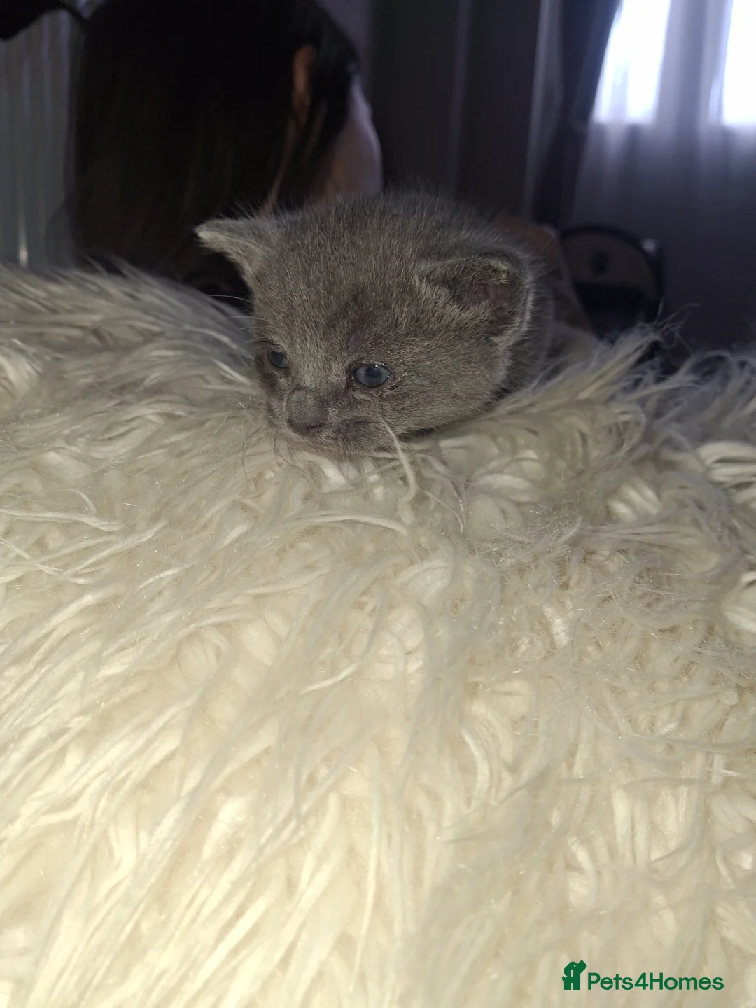 British Shorthair cats for sale: British short hair cross in Leeds - Advert 1
