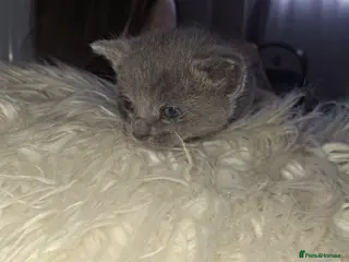 British Shorthair cats British short hair cross - Advert 1