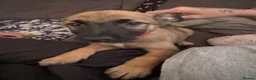 Mixed Breed dogs for sale: German Shepherd cross lurcher puppies  - Advert 11