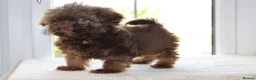 Shihpoo dogs for sale: Chocolate shihpoo’s  - Advert 9
